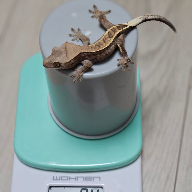 카푸치노 핀스트라이프