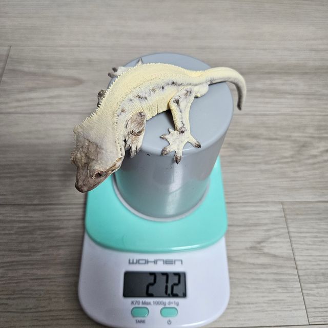 릴리 세이블
