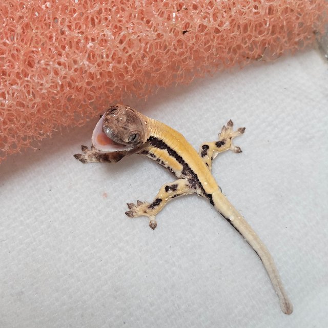 릴리100%헷아잔틱 세이블 100%헷아잔틱 릴리 세이블