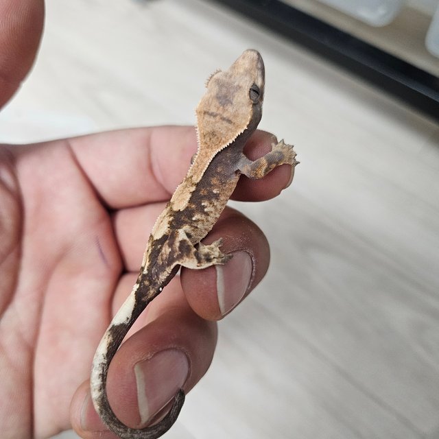 100%헷아잔틱 세이블