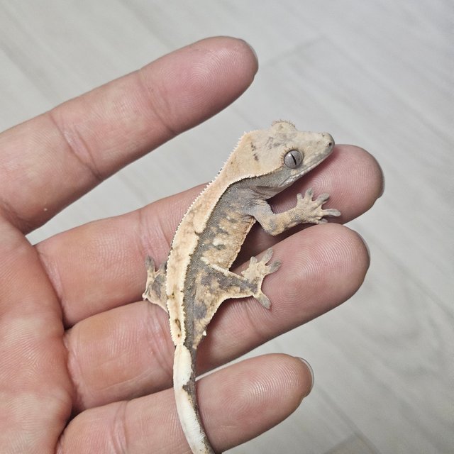 세이블 100%헷아잔틱