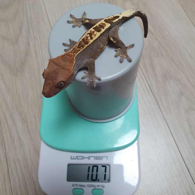 카푸치노