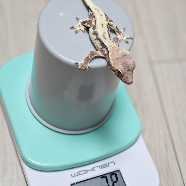 프라푸치노