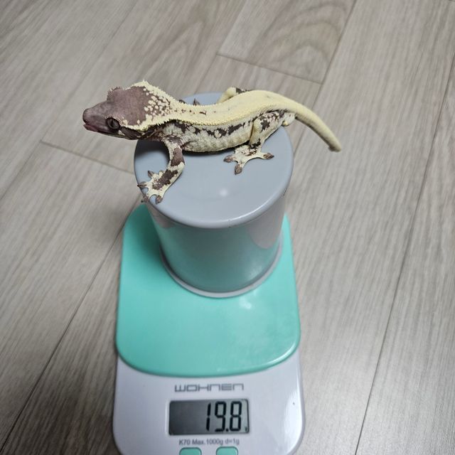릴리 세이블