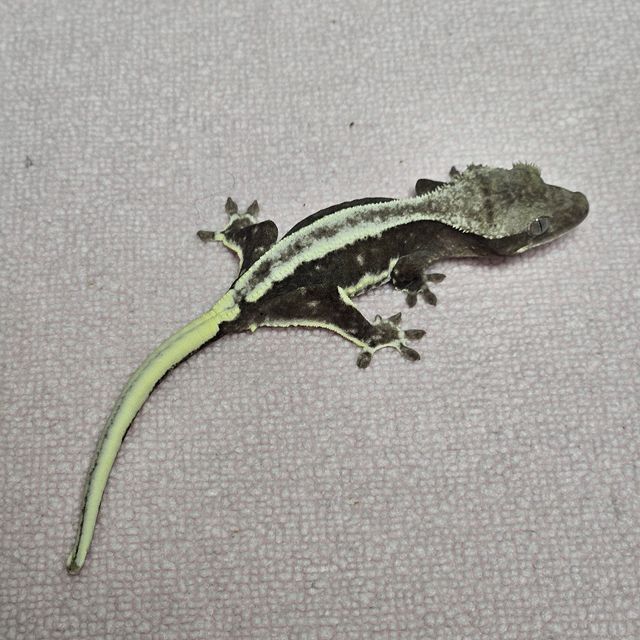 릴잔틱