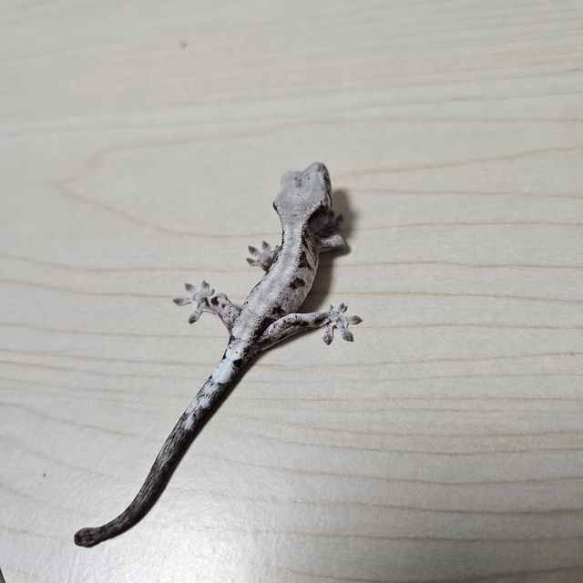 루왁 릴리