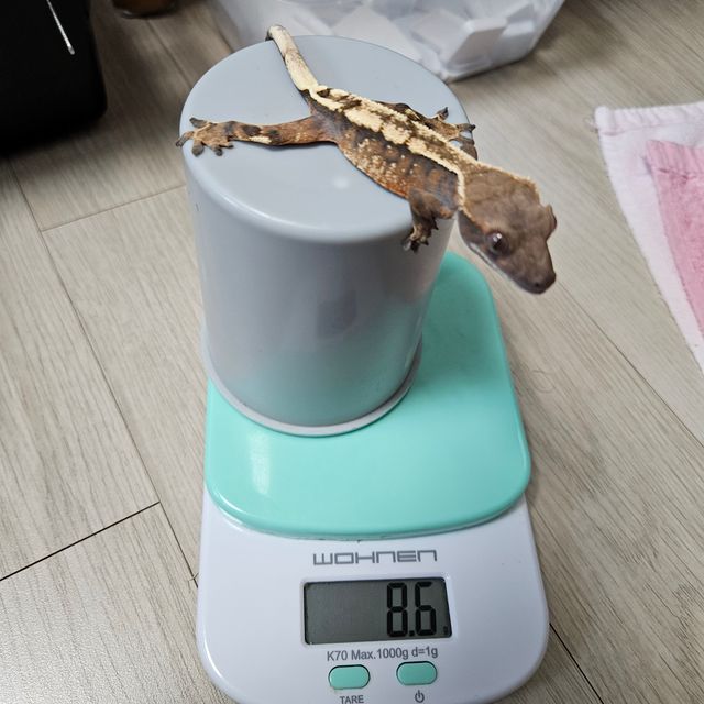 세이블