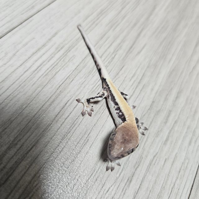 릴리 세이블