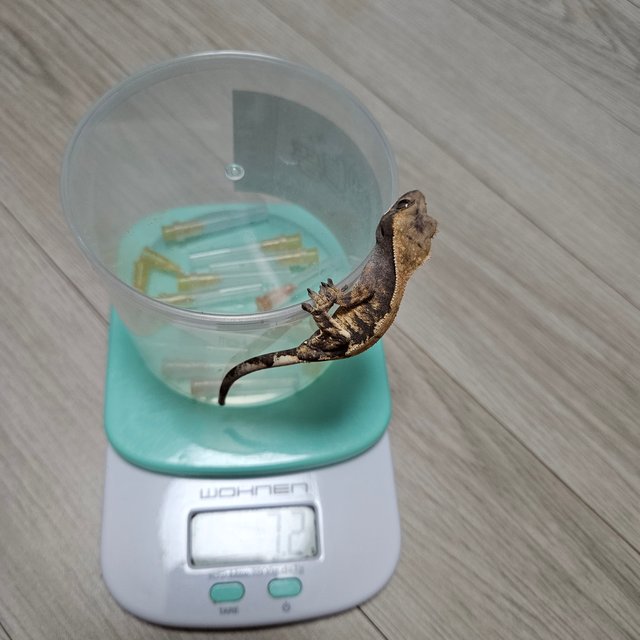 100%헷아잔틱 세이블