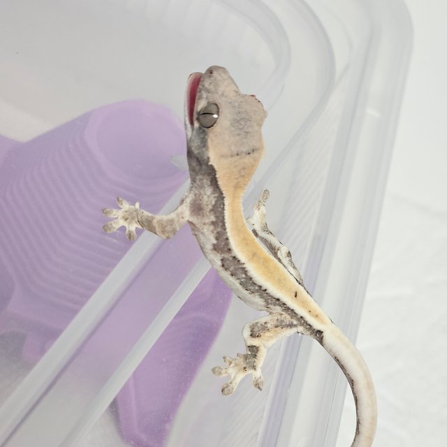 릴리100%헷아잔틱 세이블