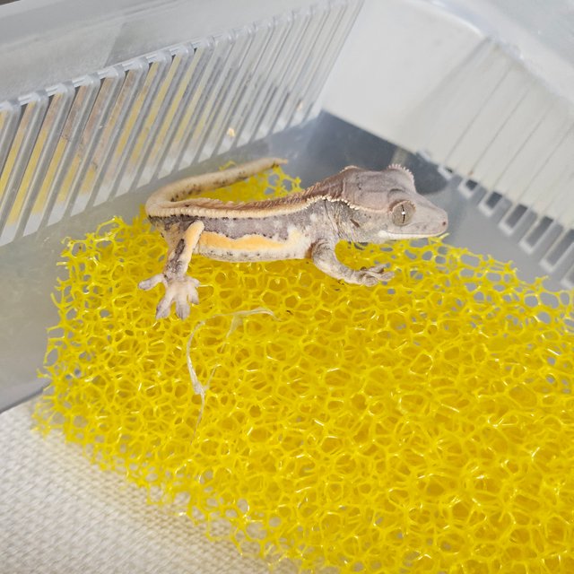 세이블 릴리100%헷아잔틱 릴리 세이블 100%헷아잔틱