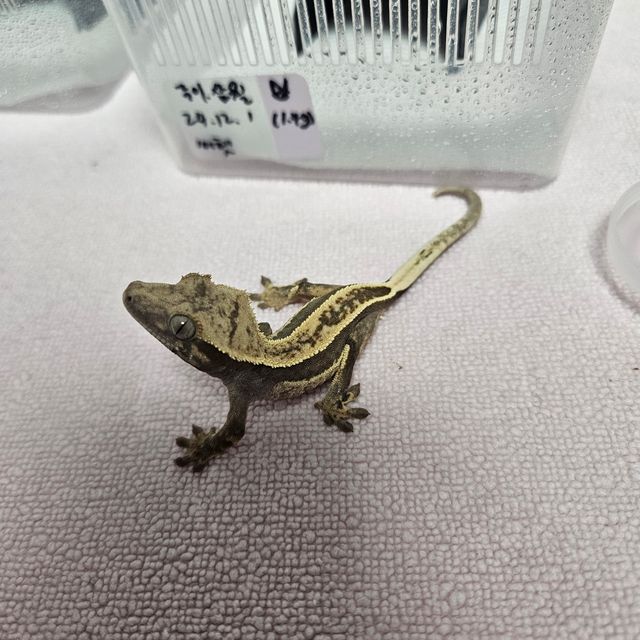 100%헷아잔틱