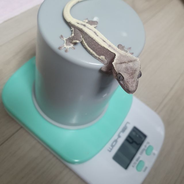 릴잔틱 아잔틱