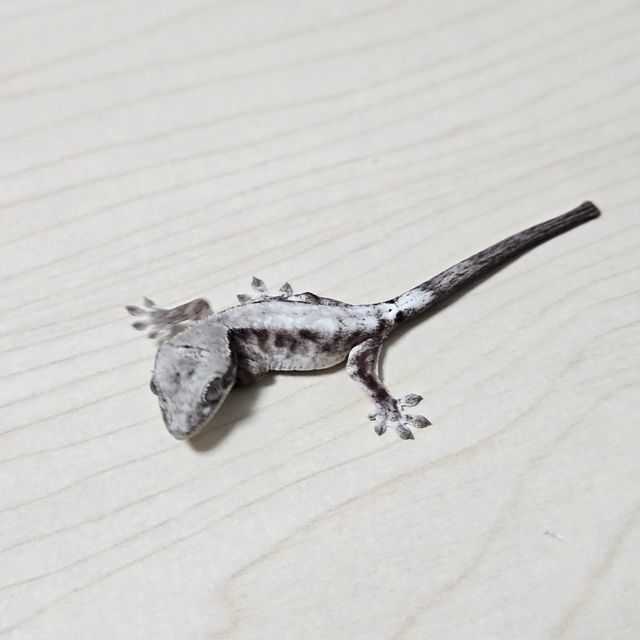 루왁 릴리화이트