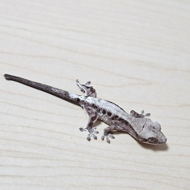 루왁 릴리화이트