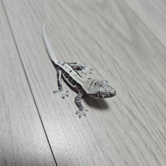 릴잔틱