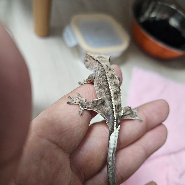 100%헷아잔틱 카푸치노
