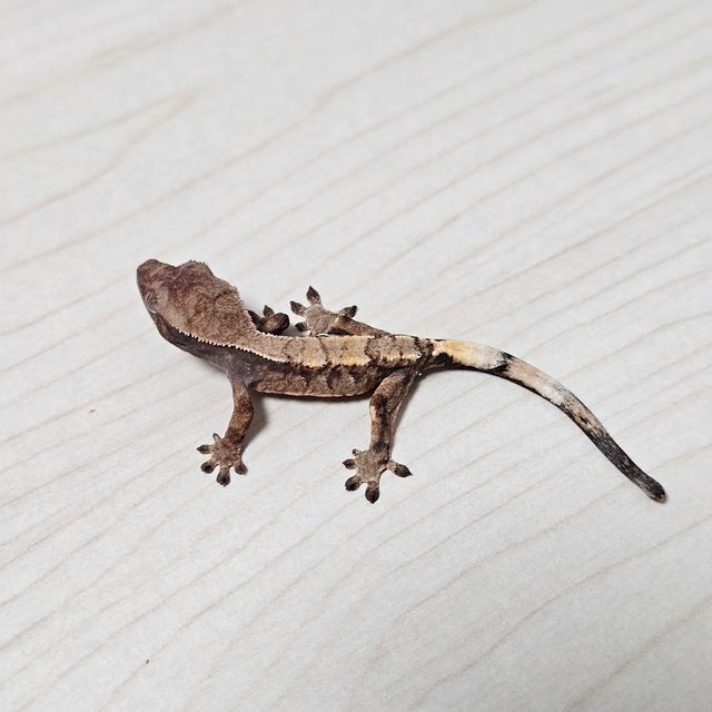 세이블