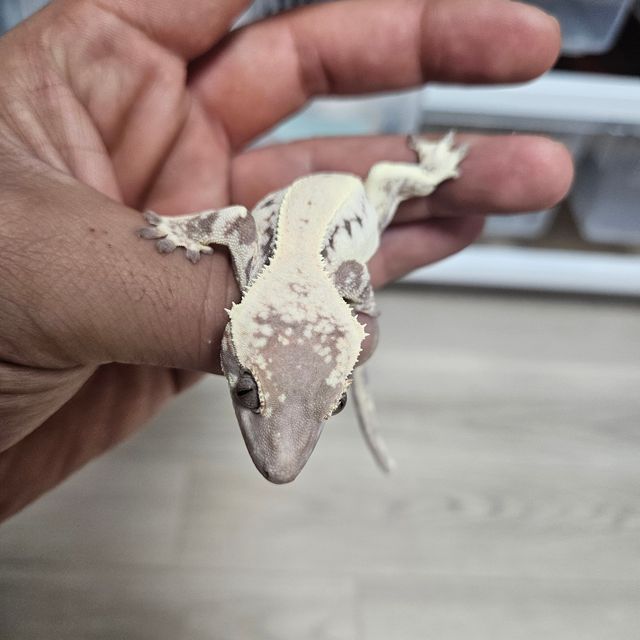 릴리 세이블