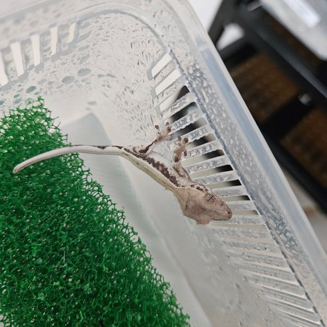 릴리 세이블 100%헷아잔틱