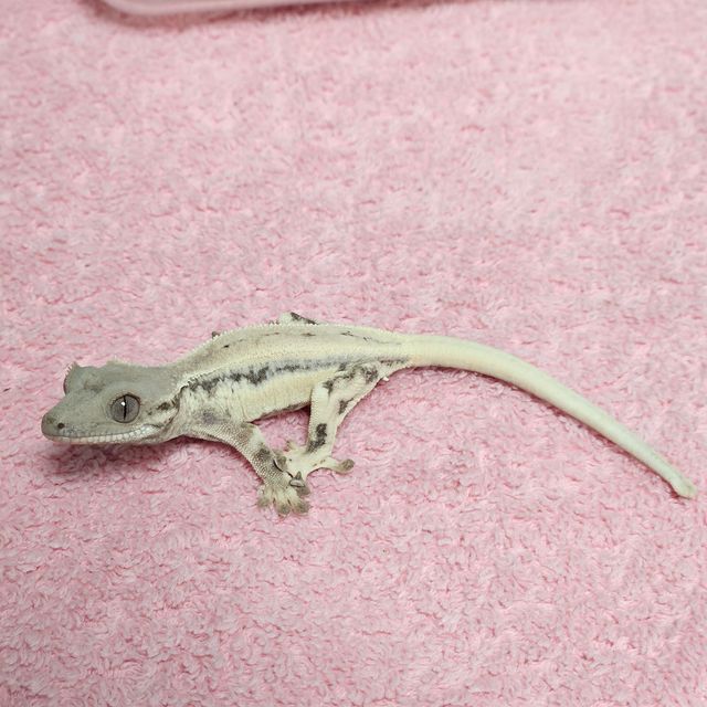 릴리 세이블