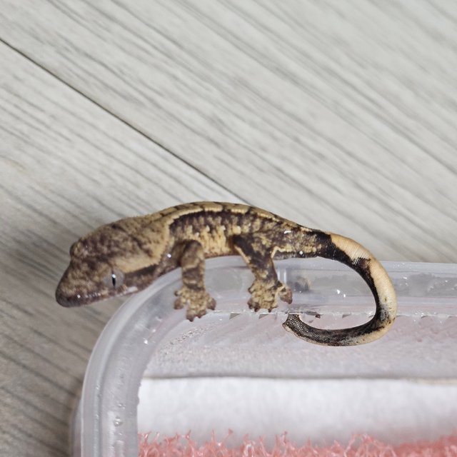 노멀 트라이 익스트림할리퀸