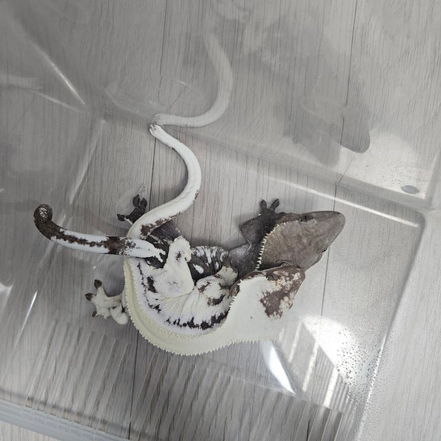 아잔틱