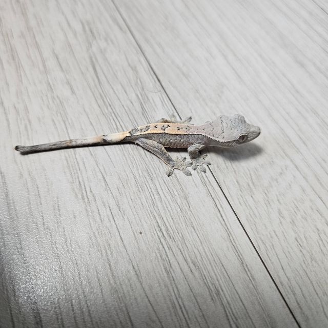 세이블