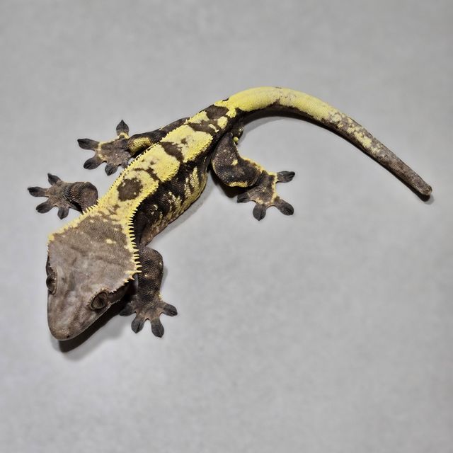 세이블