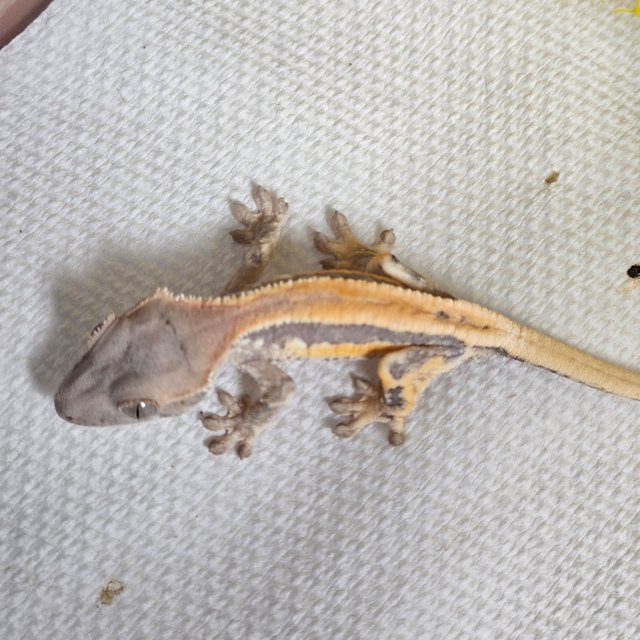 세이블 릴리100%헷아잔틱 릴리 세이블 100%헷아잔틱