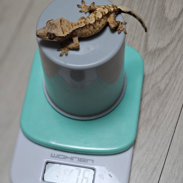 노멀 트라이 크림 익스트림할리퀸