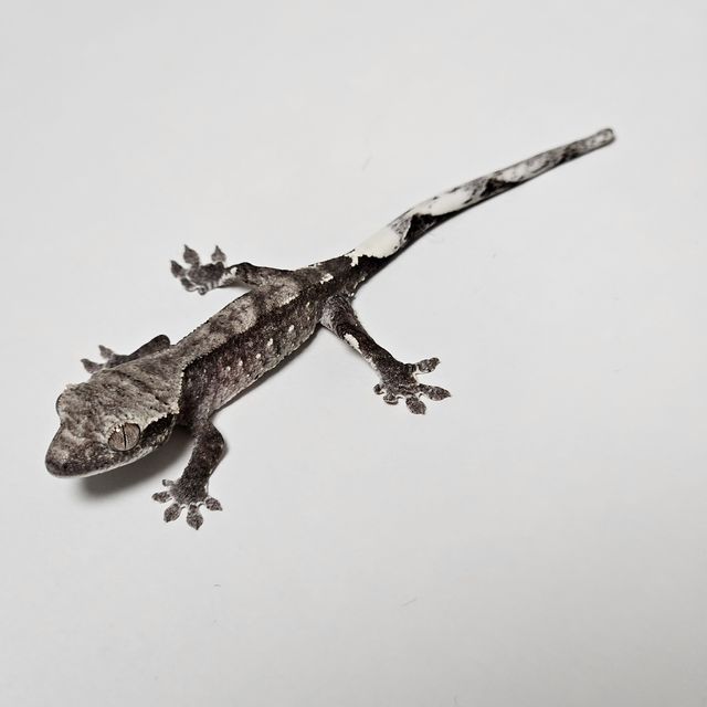 아잔틱