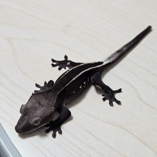 아잔틱 풀핀