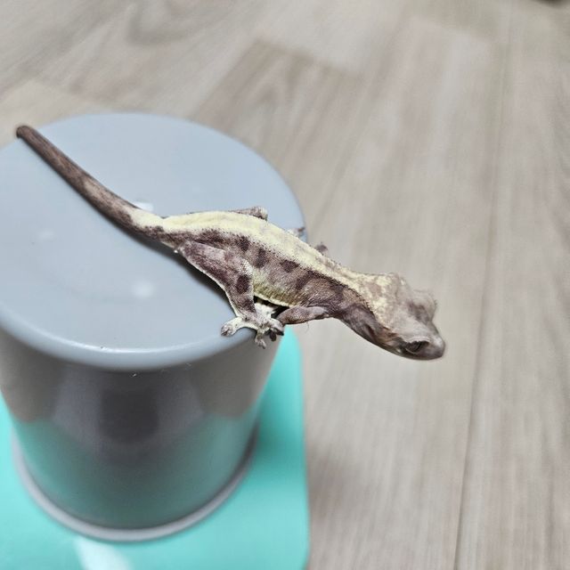 루왁 릴리