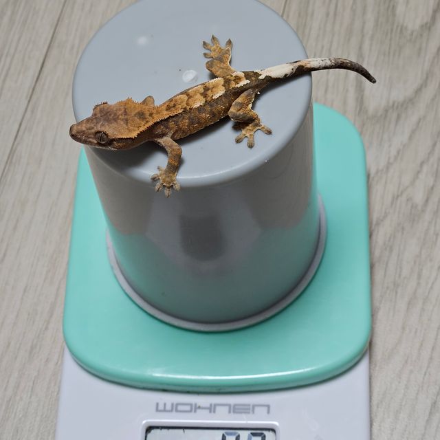 카푸치노 100%헷아잔틱