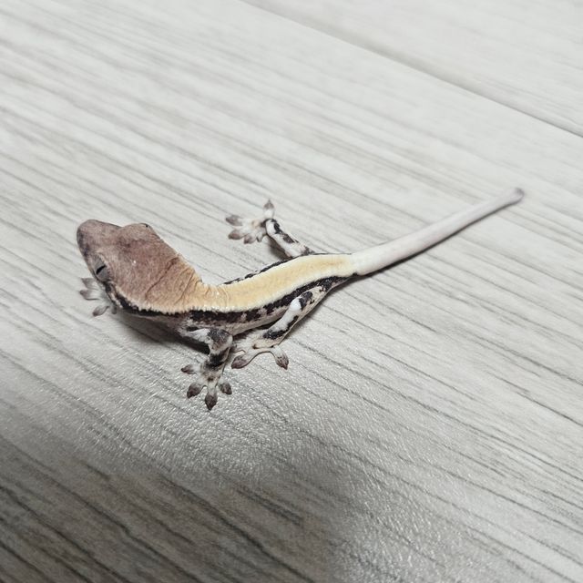 릴리 세이블