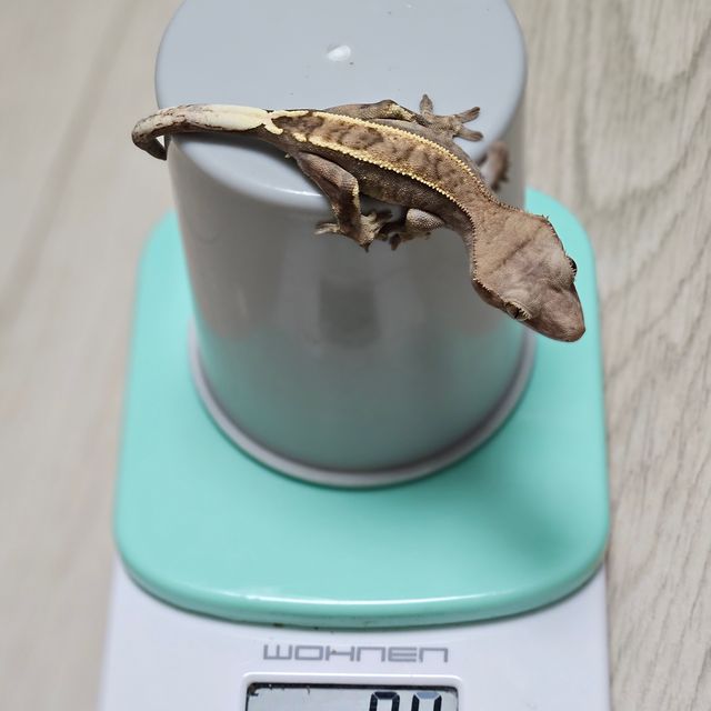 카푸치노 핀스트라이프