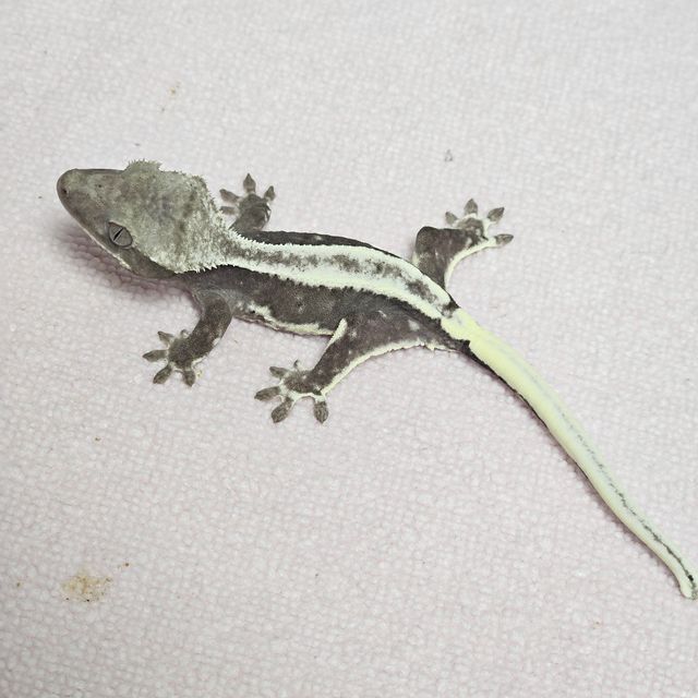 릴잔틱