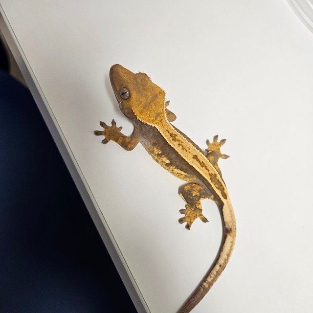 100%헷아잔틱 풀핀 핀스트라이프