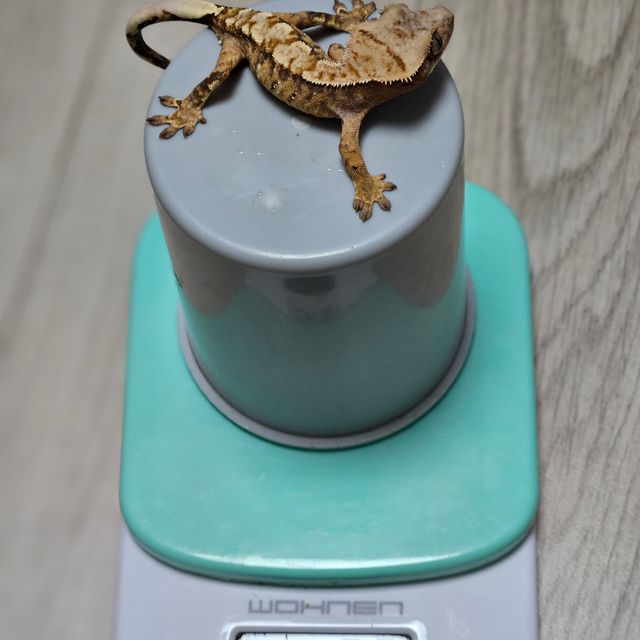 노멀 트라이 크림 익스트림할리퀸