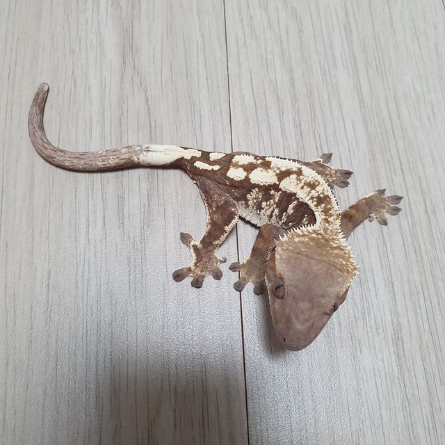 세이블