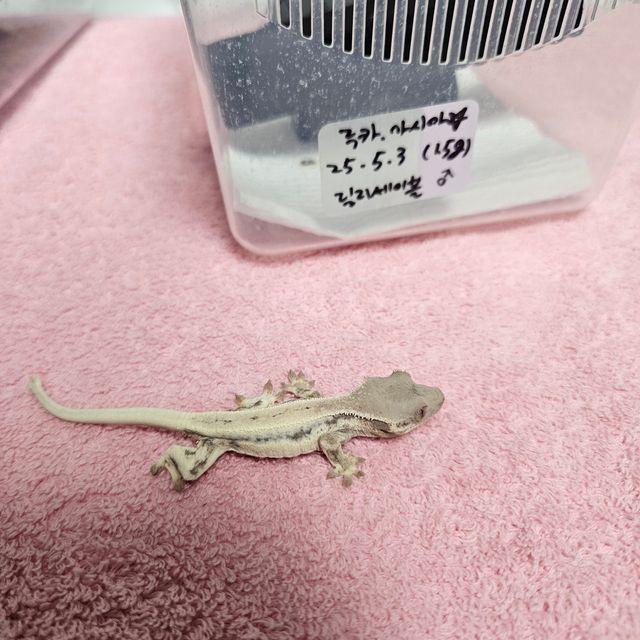 릴리 세이블