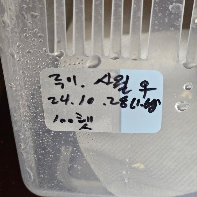 100%헷아잔틱 풀핀