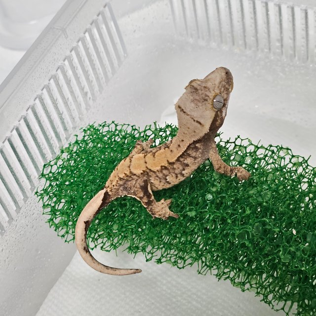 노멀 트라이 익스트림할리퀸 화이트스팟