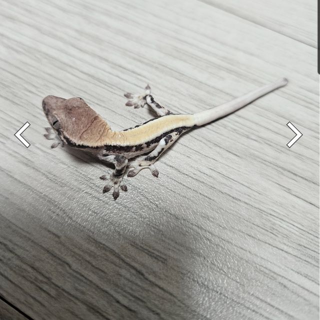 릴리 세이블