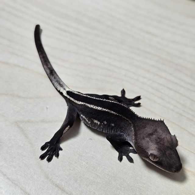 아잔틱 풀핀