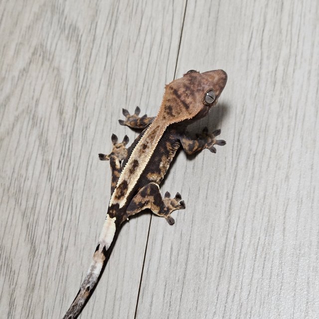 카푸치노 100%헷아잔틱