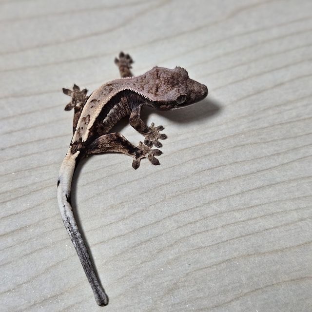 세이블