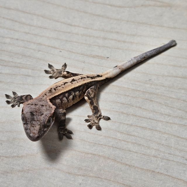 세이블