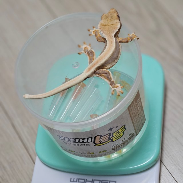 릴리100%헷아잔틱 솔리드백